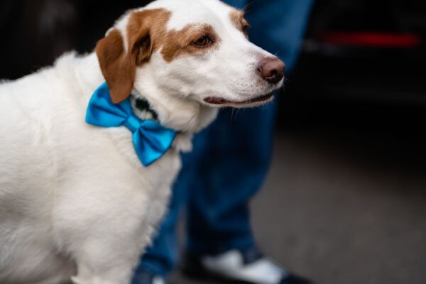 Zucco, Il cane degli sposi